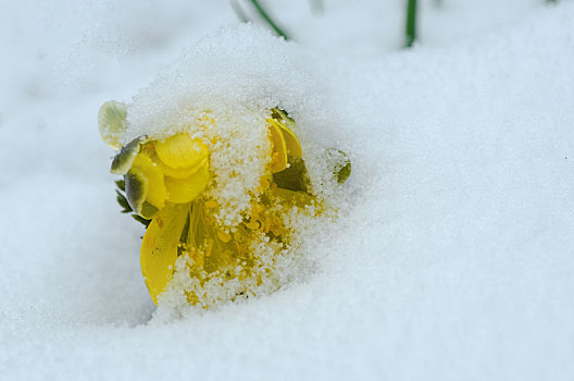 雪地,冰凌