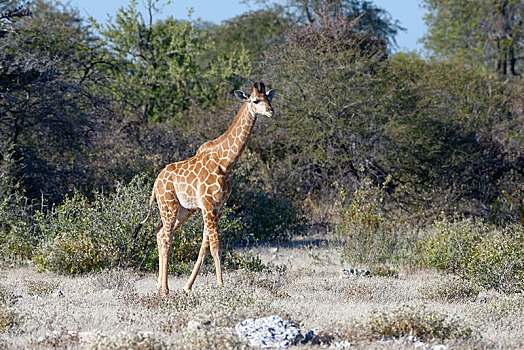 安哥拉,长颈鹿,小动物,走,干燥,埃托沙国家公园,纳米比亚,非洲