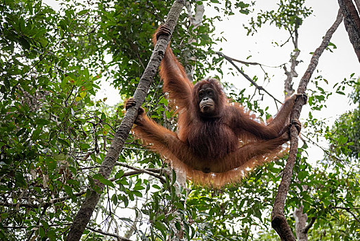 猩猩,黑猩猩,树,檀中埠廷国立公园,中心,加里曼丹,婆罗洲,印度尼西亚,亚洲