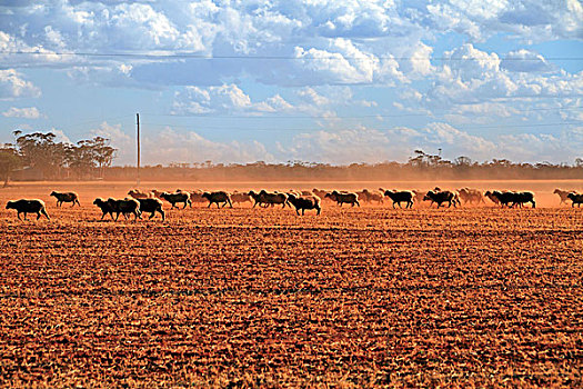 澳大利亚,绵羊,红色,灰尘,西澳大利亚州