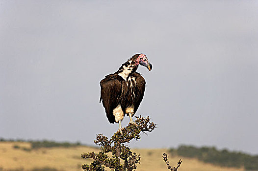 肉垂秃鹫,枝头,马赛马拉,公园,肯尼亚