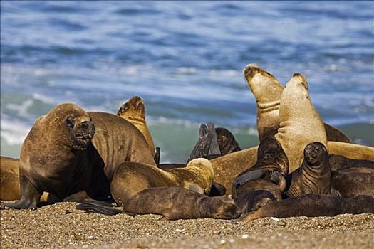 南方,海狮,生物群,南海狮,瓦尔德斯半岛,巴塔哥尼亚,东海岸,大西洋,阿根廷,南美