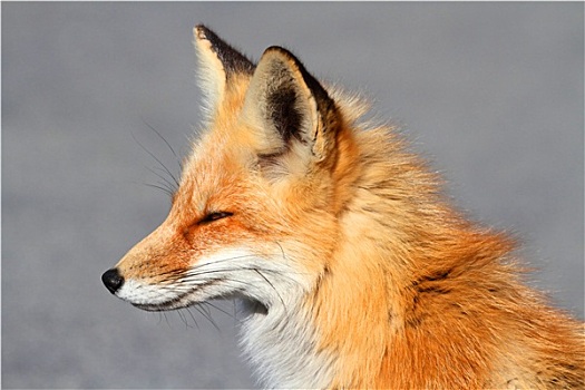 红狐,狐属,特写