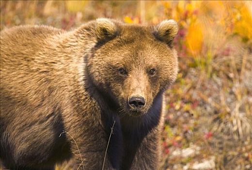 大灰熊,棕熊,一岁,幼兽,探索,彩色,苔原,德纳里峰国家公园,阿拉斯加