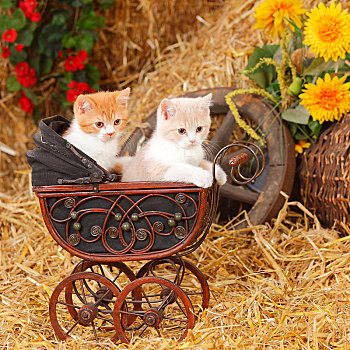 英国短毛猫,猫,两个,小猫,10星期大,娃娃,婴儿车,秋天