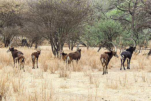 羚羊,尼日尔,牧群,牧场,纳米比亚,非洲