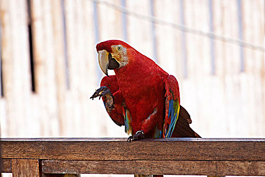 绯红金刚鹦鹉,研究中心,国家公园,秘鲁,南美