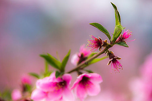 平谷桃花