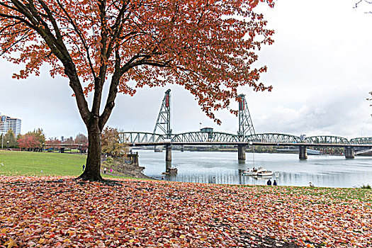 桥,上方,水,树,公园,波特兰