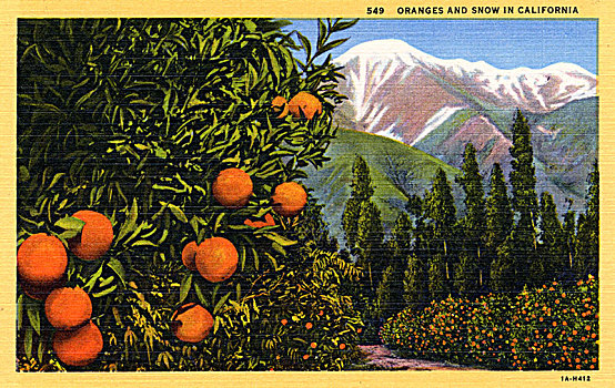 橘子,雪,加利福尼亚,明信片,艺术家,未知