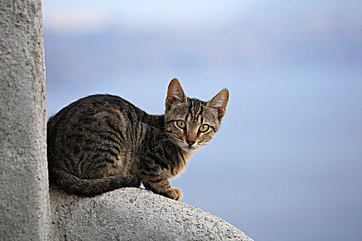 宠物猫照片,锡拉岛,希腊
