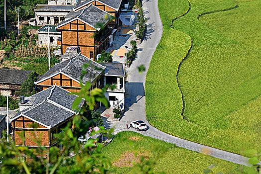 贵州遵义,大地披金满目秋,田园风光入画来