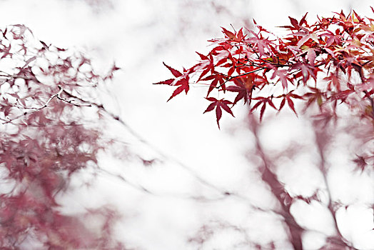 鸡爪枫,青枫,红叶,秋天,雾气,京都,日本,亚洲