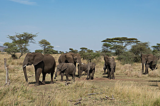 非洲大象065