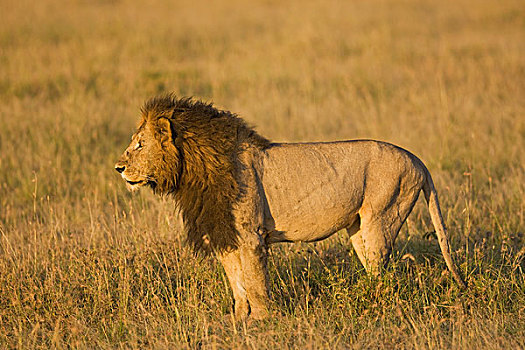 雄性,狮子,捕食,马赛马拉,肯尼亚,东非