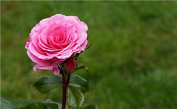 一个,粉红玫瑰