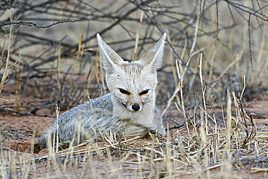 角狐,狐属,成年,女性,卧,黄昏,卡拉哈迪大羚羊国家公园,北开普,南非,非洲