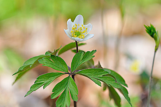 白头翁,花,北莱茵威斯特伐利亚,德国,欧洲