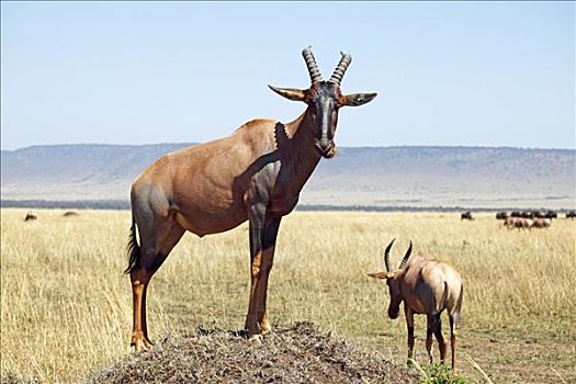 转角牛羚,马赛马拉国家保护区,肯尼亚