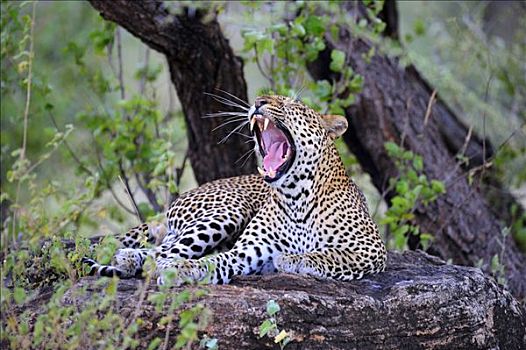 非洲豹,豹,哈欠,漂石,萨布鲁国家公园,肯尼亚,东非,非洲