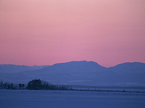 死,冷杉,冬天,日落