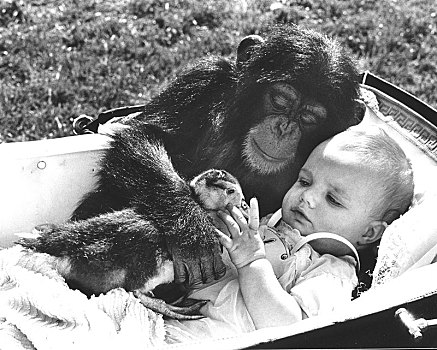 黑猩猩,搂抱,婴儿,英格兰,英国