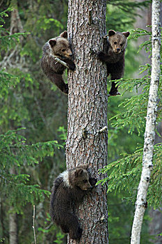 棕熊,幼兽,攀登,树,针叶林带,树林,芬兰