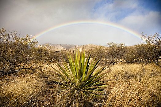 彩虹,丝兰,仙人掌,洞穴,州立公园,图森,亚利桑那,美国