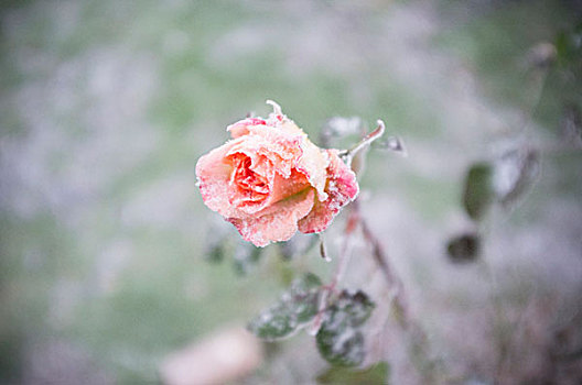 玫瑰,花,品种,雪地