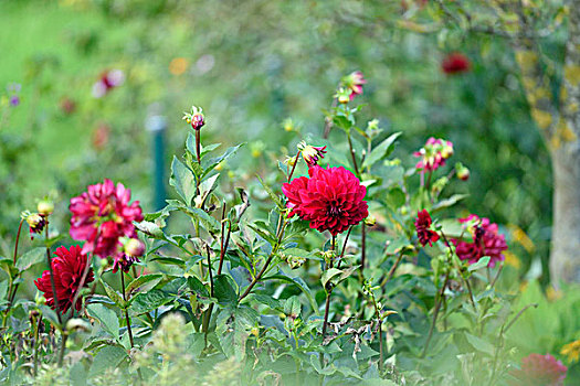 大丽花,特写,花,秋天