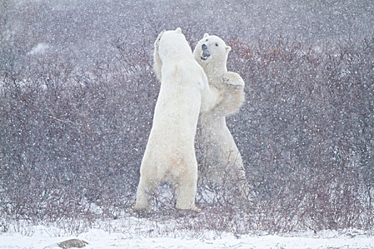 北极熊,打斗,暴风雪,丘吉尔市,野生动物,管理,区域
