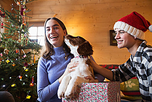 头像,高兴,兄弟姐妹,狗,圣诞礼物,盒子