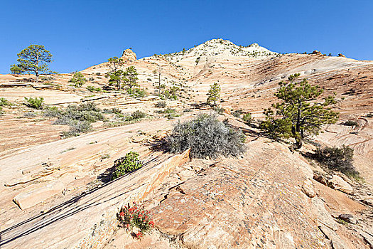 锡安山,国家公园,犹他,美国