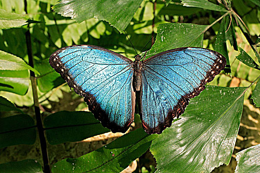蓝色,蝴蝶,成虫,南美