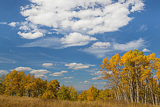 美国,犹他,国家森林,风景,秋天,白杨,画廊