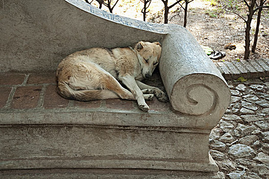狗,睡觉,公园长椅,圣克里斯托瓦尔,房子,恰帕斯,墨西哥