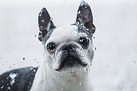 波士顿犬,狗,看,窗,雨滴,安大略省,加拿大