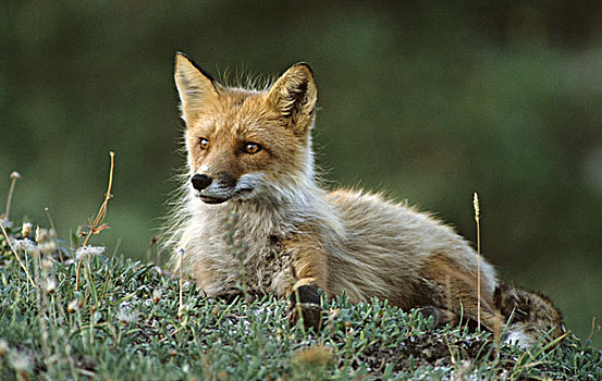 特写,红狐,躺着,草,德纳里峰国家公园,阿拉斯加,美国,狐属