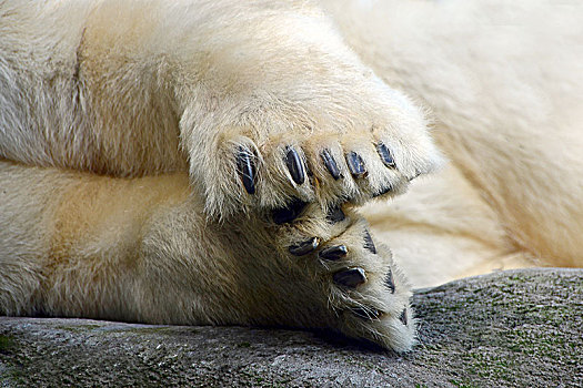 北极熊,爪子,爪,特写,俘获