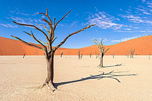 纳米比亚,纳米布沙漠,纳米比诺克陆夫国家公园,索苏维来地区,沙丘,死亡谷