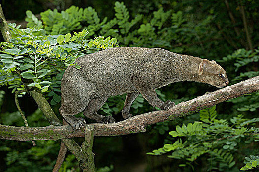 美洲山猫,枝头