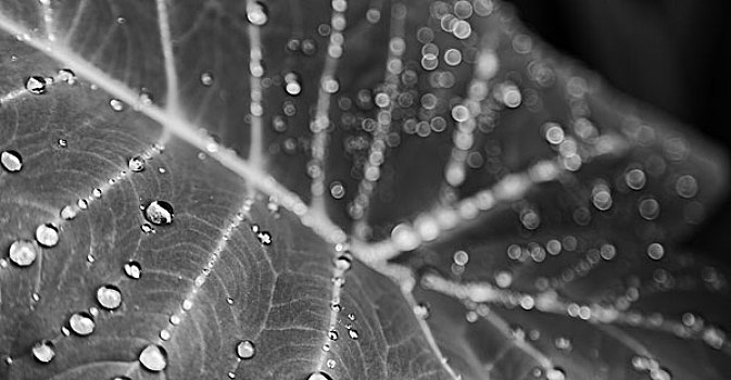 叶子,雨,背景,壁纸