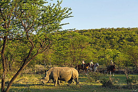 犀牛,旅游,马,湿地,公园,野生动植物园,南非