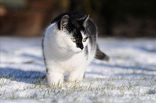 猫,雪中