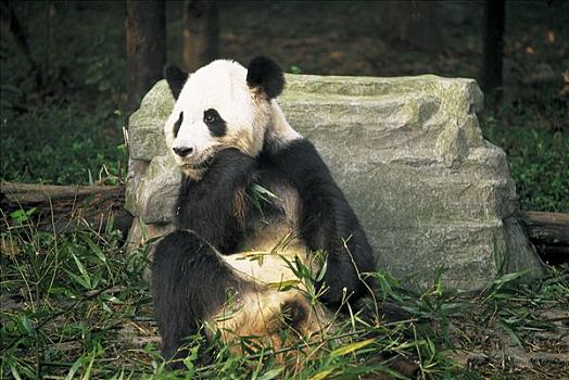 四川,成都,大熊猫,熊猫