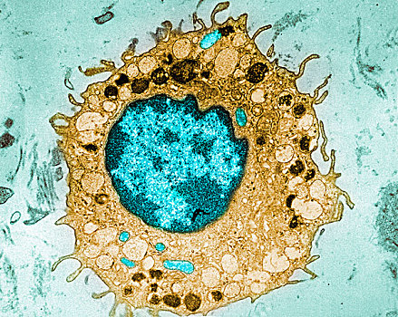 电子显微图,细胞