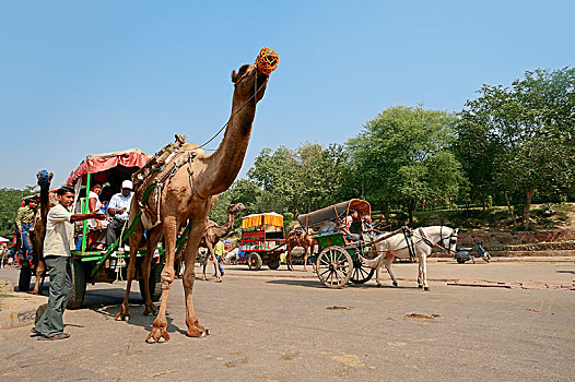 单峰骆驼,阿拉伯骆驼,印度,骆驼,动物,马车,阿格拉,北方邦,亚洲