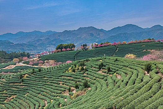 福建省,漳平市,永福,阿里山,樱花园,自然环境