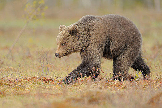 棕熊,幼小,湿地,芬兰,欧洲