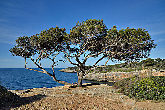 松树,靠近,马略卡岛,巴利阿里群岛,西班牙,欧洲